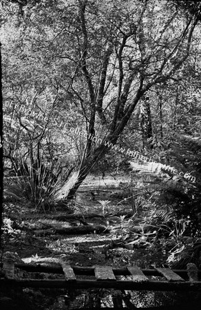 TREES IN GRAPERY IN S.E.WOOD NEAR STREAM THE BRIDGE